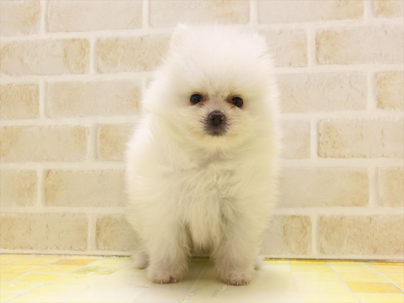 福岡県のポメラニアン (ワンラブ福岡総本店/2025年4月28日生まれ/男の子/クリーム)の子犬の2枚目の画像
