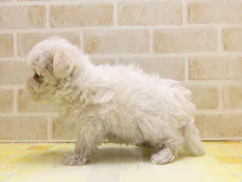東京都のマルチーズ (ワンラブ東京葛飾総本店/2025年4月29日生まれ/女の子/ホワイト)の子犬の3枚目の画像