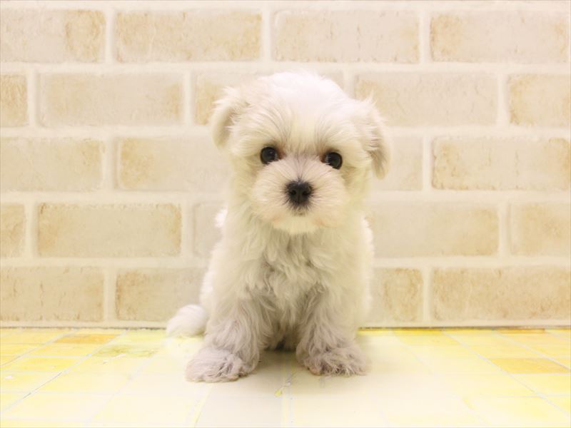 東京都のマルチーズ (ワンラブ東京葛飾総本店/2025年4月29日生まれ/女の子/ホワイト)の子犬の2枚目の画像
