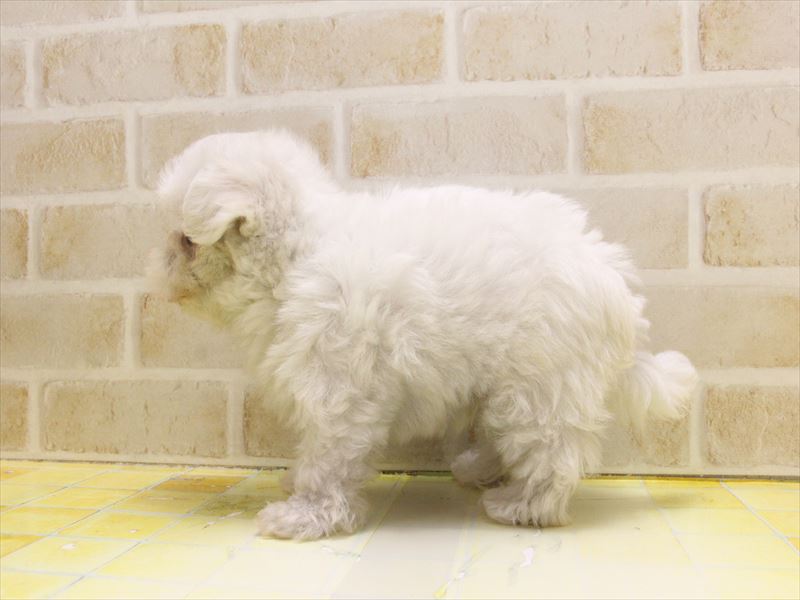 福岡県のマルチーズ (ワンラブ福岡総本店/2025年4月29日生まれ/男の子/ホワイト)の子犬の3枚目の画像