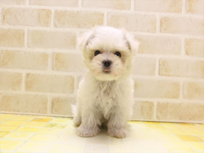 福岡県のマルチーズ (ワンラブ福岡総本店/2025年4月29日生まれ/男の子/ホワイト)の子犬の2枚目の画像