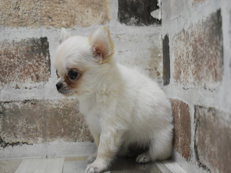 富山県のチワワ(ロング) (ワンラブ富山ファボーレ店/2025年4月29日生まれ/男の子/クリーム)の子犬の3枚目の画像