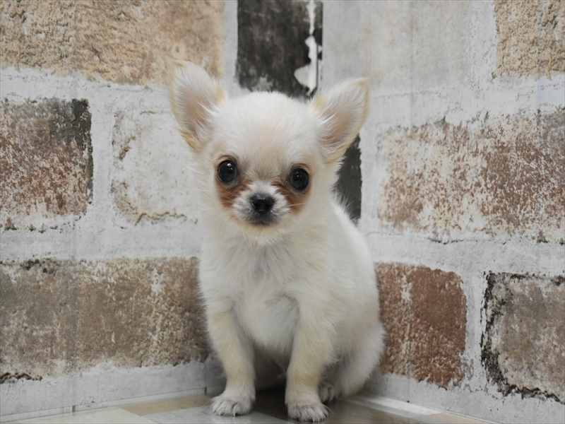 富山県のチワワ(ロング) (ワンラブ富山ファボーレ店/2025年4月29日生まれ/男の子/クリーム)の子犬の2枚目の画像