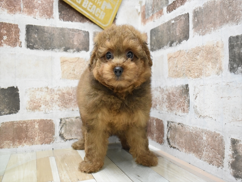 滋賀県のポメプー(ポメラニアン×プードル) (ワンラブイオンタウン彦根店/2025年5月1日生まれ/男の子/レッド)の子犬の2枚目の画像