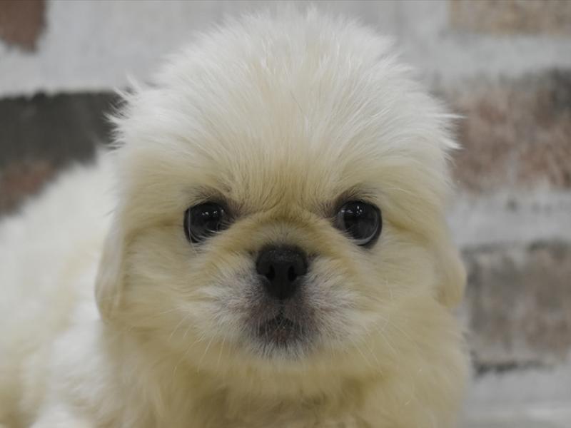 長野県のペキニーズ (ワンラブアリオ上田店/2025年5月1日生まれ/男の子/ホワイト)の子犬の1枚目の画像