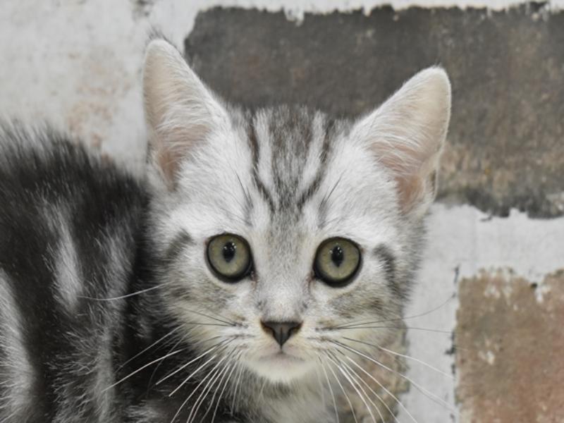 静岡県のマンチカン (ワンラブ浜松本店/2025年5月1日生まれ/男の子/シルバータビー)の子猫の1枚目の画像