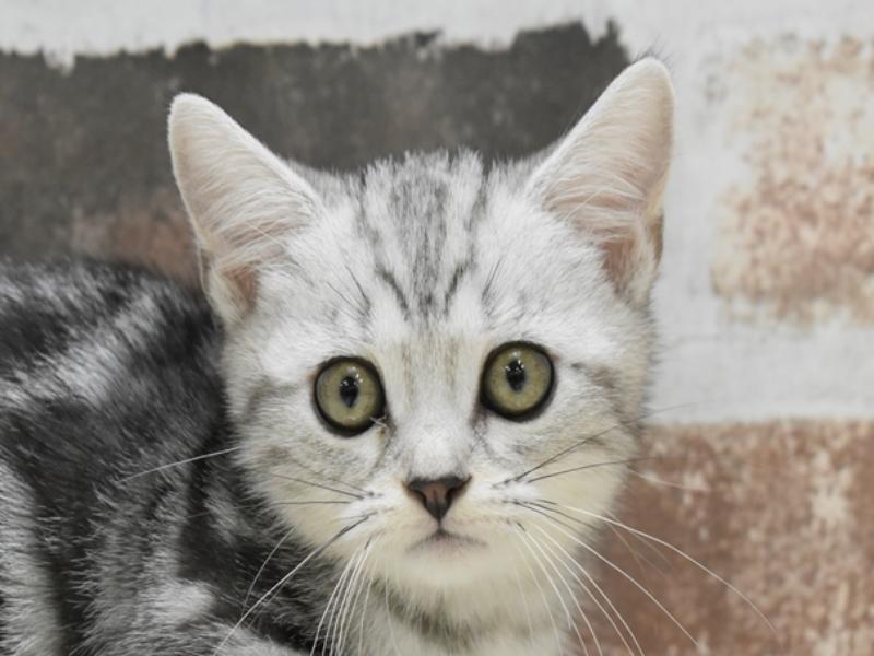 岐阜県のマンチカン (ワンラブモレラ岐阜店/2025年5月1日生まれ/女の子/シルバータビー)の子猫の1枚目の画像