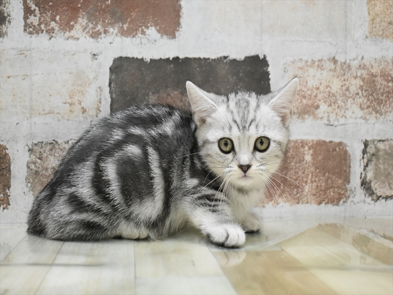 岐阜県のマンチカン (ワンラブモレラ岐阜店/2025年5月1日生まれ/女の子/シルバータビー)の子猫の3枚目の画像