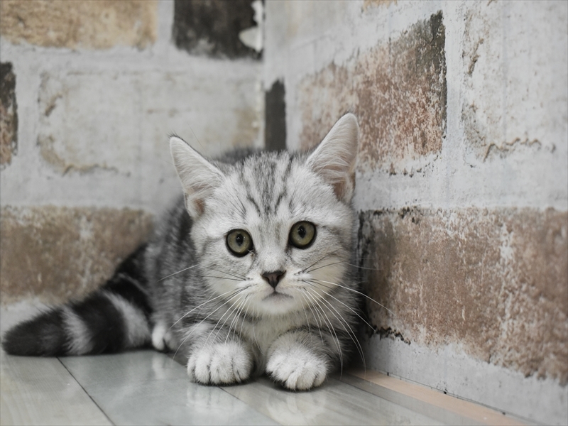 岐阜県のマンチカン (ワンラブモレラ岐阜店/2025年5月1日生まれ/女の子/シルバータビー)の子猫の2枚目の画像