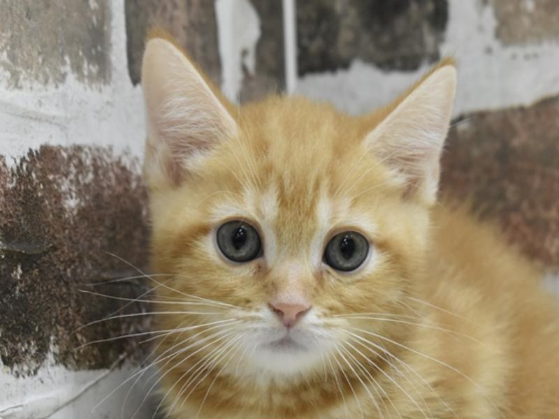大阪府のマンチカン (ワンラブイズミヤ八尾店/2025年5月1日生まれ/男の子/レッドタビー)の子猫の1枚目の画像