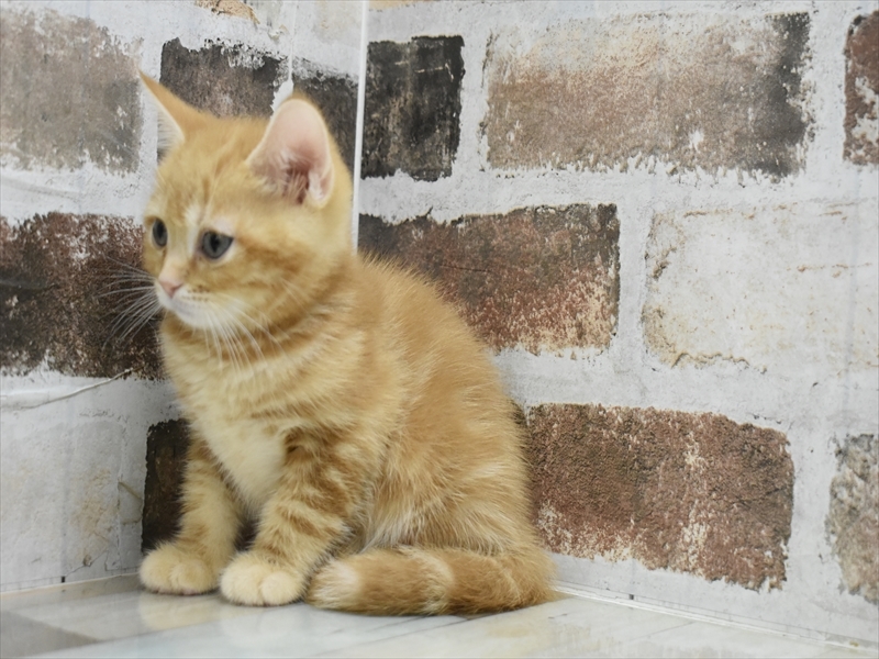 大阪府のマンチカン (ワンラブイズミヤ八尾店/2025年5月1日生まれ/男の子/レッドタビー)の子猫の3枚目の画像