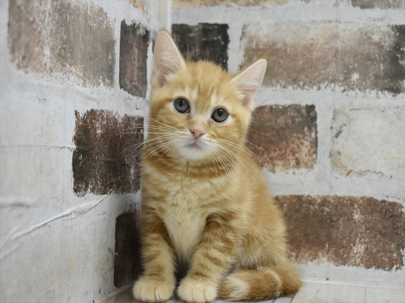 大阪府のマンチカン (ワンラブイズミヤ八尾店/2025年5月1日生まれ/男の子/レッドタビー)の子猫の2枚目の画像