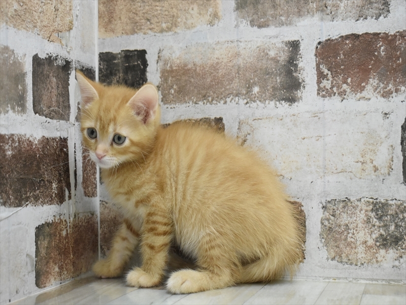 大阪府のマンチカン (ワンラブアリオ鳳店/2025年5月1日生まれ/男の子/レッドタビー)の子猫の3枚目の画像