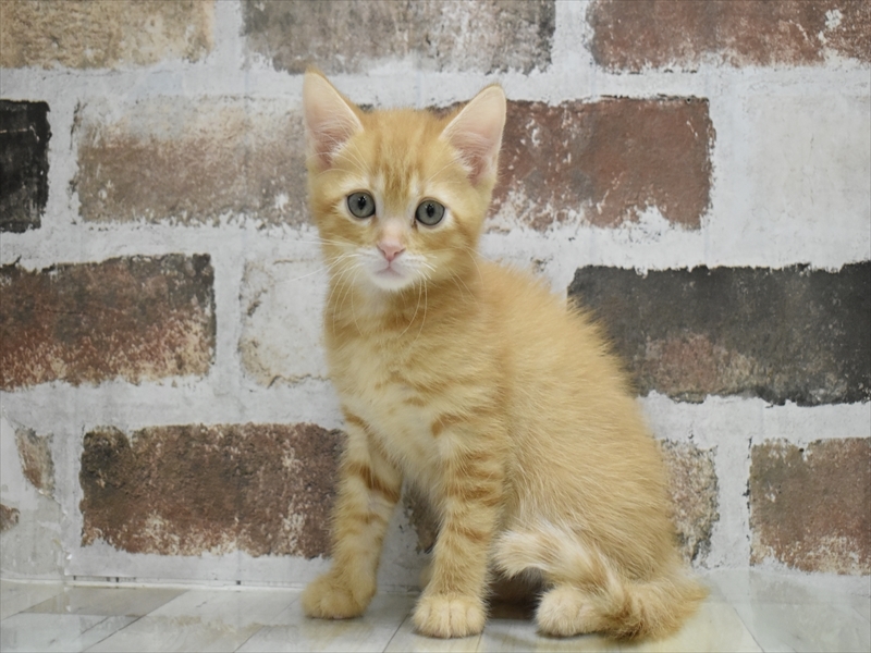 大阪府のマンチカン (ワンラブアリオ鳳店/2025年5月1日生まれ/男の子/レッドタビー)の子猫の2枚目の画像