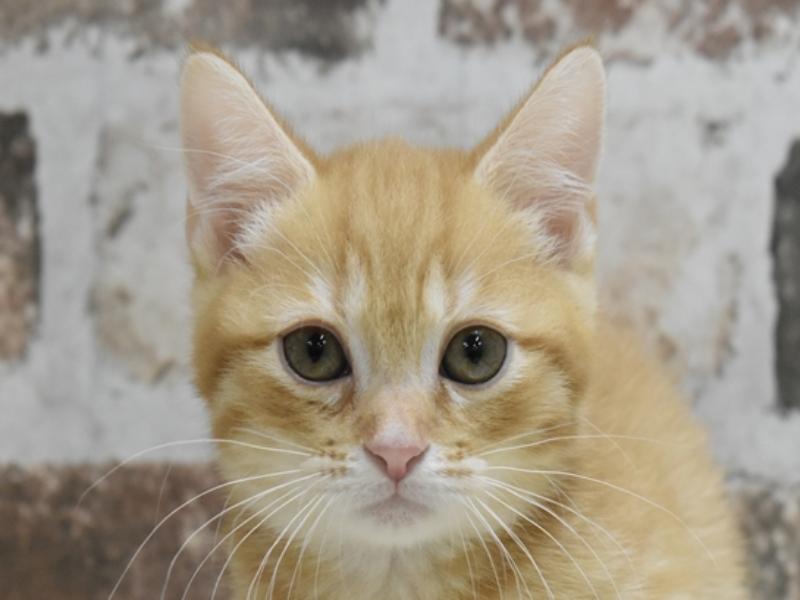 富山県のマンチカン (ワンラブ富山ファボーレ店/2025年5月1日生まれ/女の子/レッドタビー)の子猫の1枚目の画像