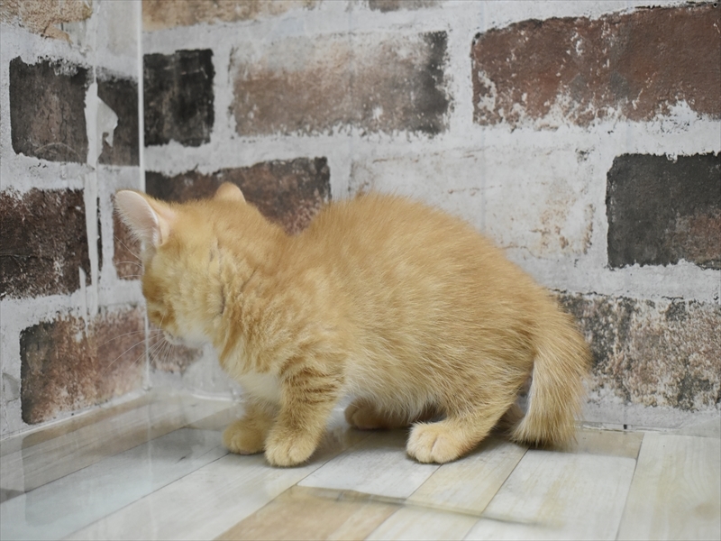 富山県のマンチカン (ワンラブ富山ファボーレ店/2025年5月1日生まれ/女の子/レッドタビー)の子猫の3枚目の画像