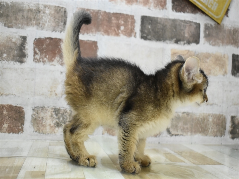 大阪府のソマリ (ワンラブららぽーと堺店/2025年4月30日生まれ/女の子/ルディ)の子猫の3枚目の画像