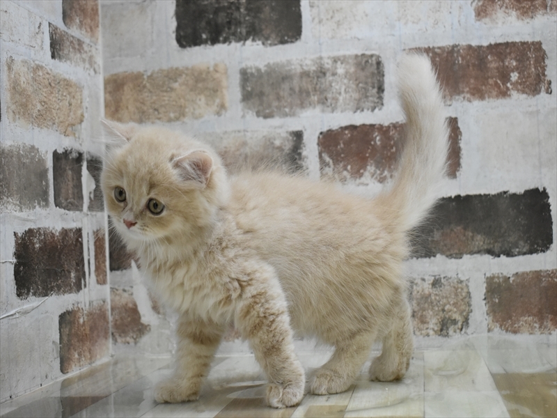 愛知県のマンチカン (ワンラブイオンモール常滑店/2025年5月1日生まれ/男の子/クリームタビー)の子猫の3枚目の画像