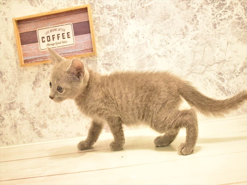 茨城県のロシアンブルー (ワンラブイオンモール下妻店/2025年4月30日生まれ/男の子/ブルー)の子猫の3枚目の画像
