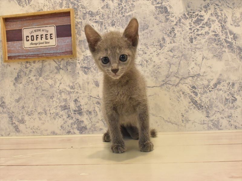 茨城県のロシアンブルー (ワンラブイオンモール下妻店/2025年4月30日生まれ/男の子/ブルー)の子猫の2枚目の画像