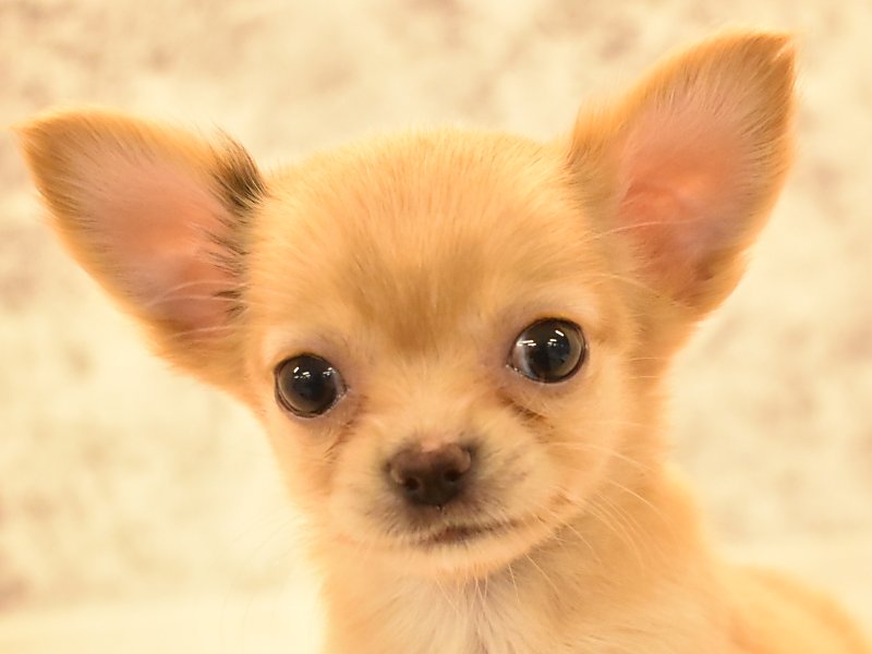 埼玉県のチワワ(ロング) (ワンラブカインズ朝霞店/2025年4月29日生まれ/男の子/クリーム)の子犬