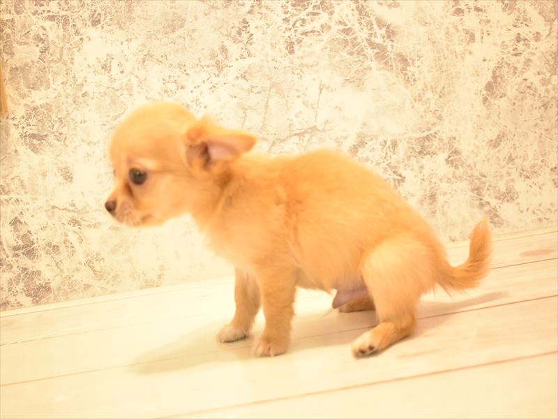 埼玉県のチワワ(ロング) (ワンラブカインズ朝霞店/2025年4月29日生まれ/男の子/クリーム)の子犬の3枚目の画像