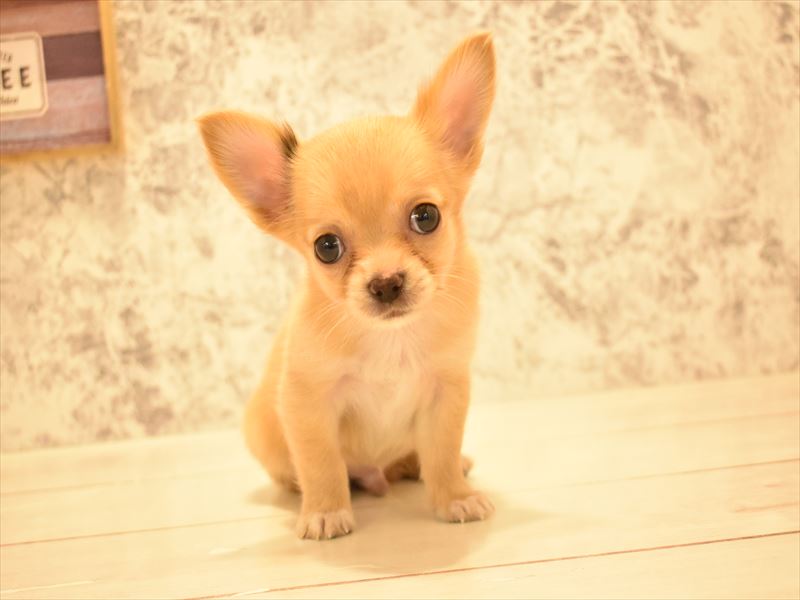 埼玉県のチワワ(ロング) (ワンラブカインズ朝霞店/2025年4月29日生まれ/男の子/クリーム)の子犬の2枚目の画像