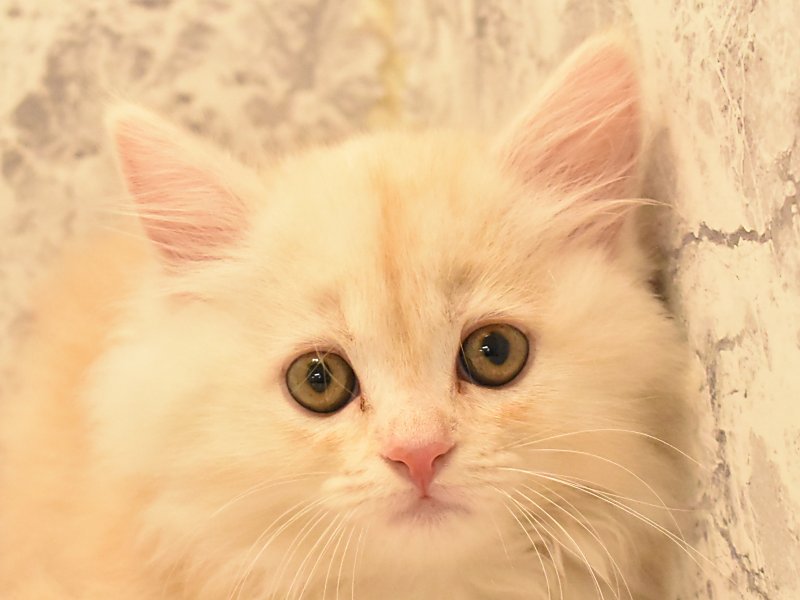 東京都のキンカロー (ワンラブ東京葛飾総本店/2025年4月29日生まれ/男の子/クリームタビー)の子猫の1枚目の画像