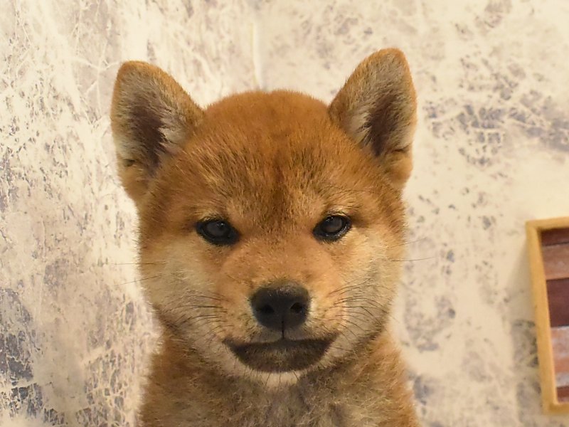 神奈川県の柴犬(標準サイズ) (ワンラブカインズ三浦店/2025年4月25日生まれ/男の子/赤)の子犬の1枚目の画像