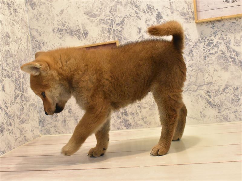 神奈川県の柴犬(標準サイズ) (ワンラブカインズ三浦店/2025年4月25日生まれ/男の子/赤)の子犬の3枚目の画像
