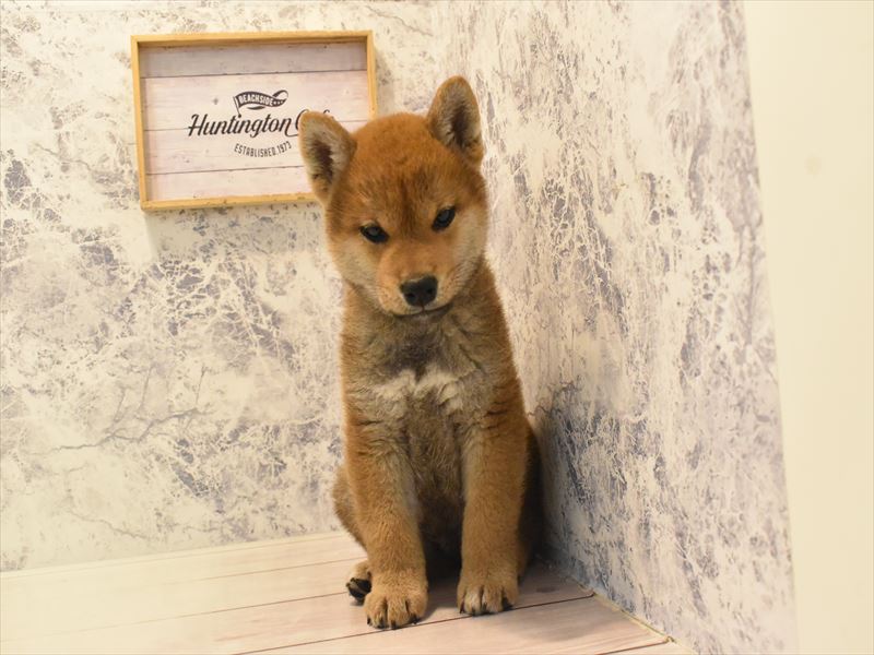 神奈川県の柴犬(標準サイズ) (ワンラブカインズ三浦店/2025年4月25日生まれ/男の子/赤)の子犬の2枚目の画像