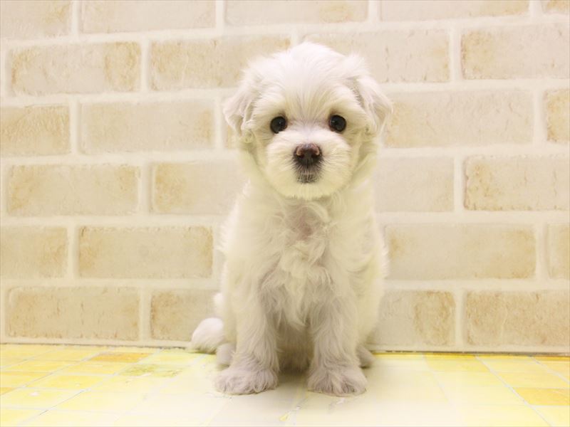 東京都のマルチーズ (ワンラブ東京葛飾総本店/2025年5月1日生まれ/女の子/ホワイト)の子犬の2枚目の画像