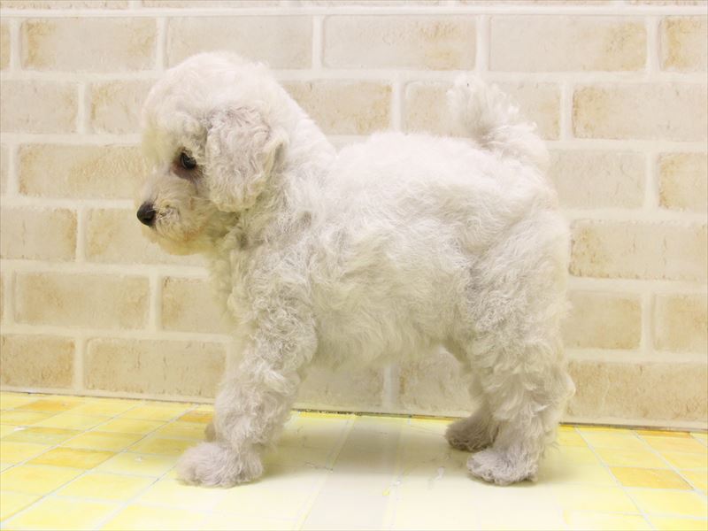 東京都のトイプードル(トイ) (ワンラブ東京葛飾総本店/2025年5月3日生まれ/女の子/クリーム)の子犬の3枚目の画像
