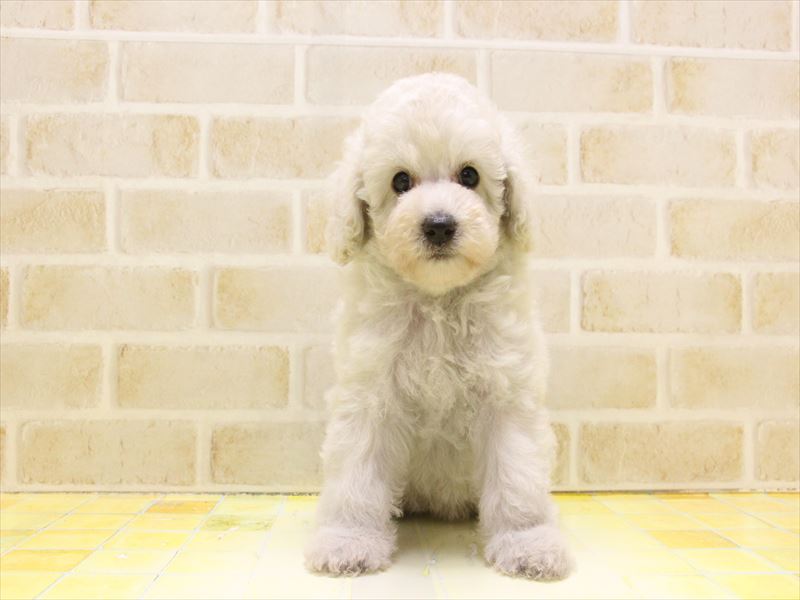 東京都のトイプードル(トイ) (ワンラブ東京葛飾総本店/2025年5月3日生まれ/女の子/クリーム)の子犬の2枚目の画像