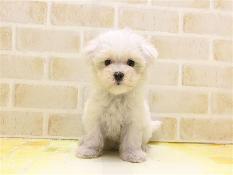東京都のマルチーズ (ワンラブ東京葛飾総本店/2025年5月2日生まれ/女の子/ホワイト)の子犬の2枚目の画像