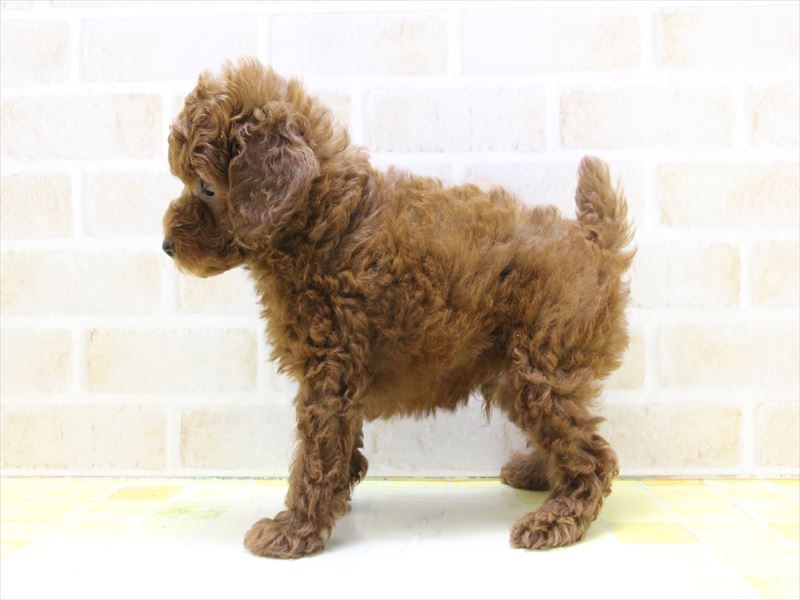 東京都のトイプードル(トイ) (ワンラブ東京葛飾総本店/2025年5月1日生まれ/男の子/レッド)の子犬の3枚目の画像