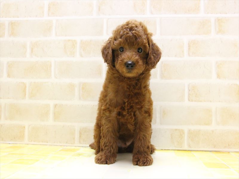 東京都のトイプードル(トイ) (ワンラブ東京葛飾総本店/2025年5月1日生まれ/男の子/レッド)の子犬の2枚目の画像