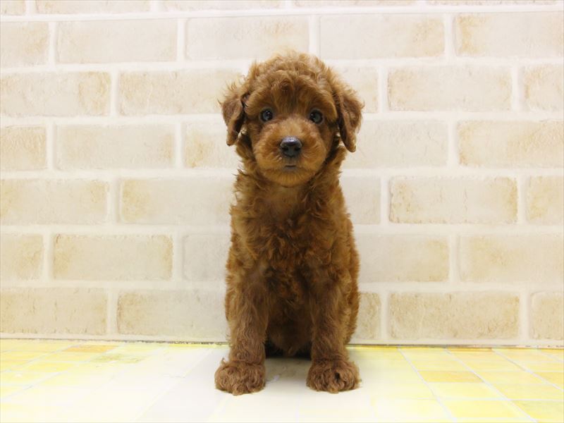 東京都のトイプードル(トイ) (ワンラブ東京葛飾総本店/2025年5月3日生まれ/男の子/レッド)の子犬の2枚目の画像