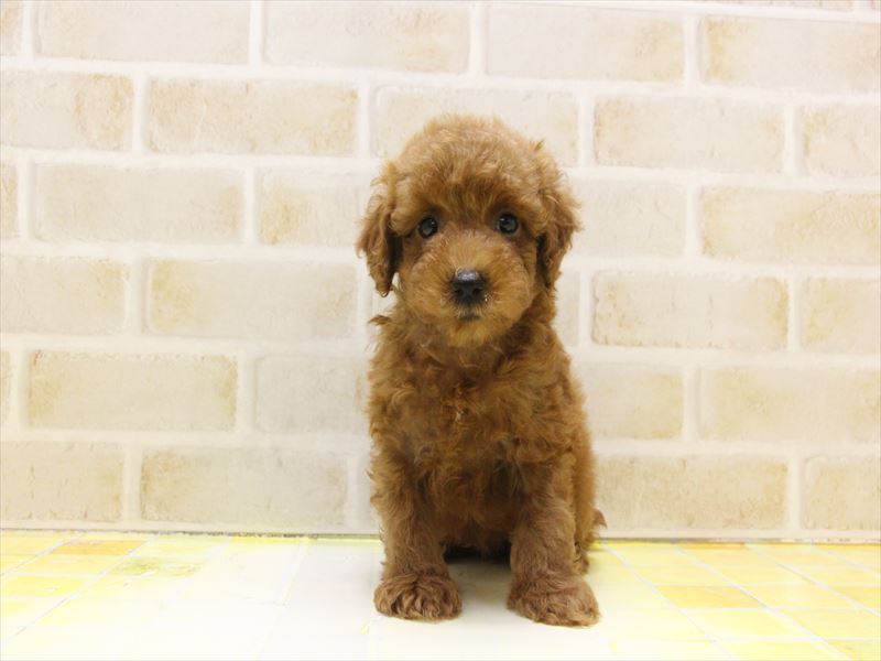 東京都のトイプードル(トイ) (ワンラブ東京葛飾総本店/2025年5月3日生まれ/男の子/レッド)の子犬の2枚目の画像