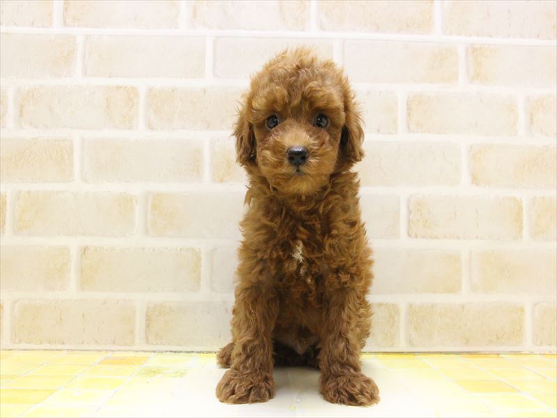 東京都のトイプードル(トイ) (ワンラブ東京葛飾総本店/2025年5月3日生まれ/男の子/レッド)の子犬の2枚目の画像