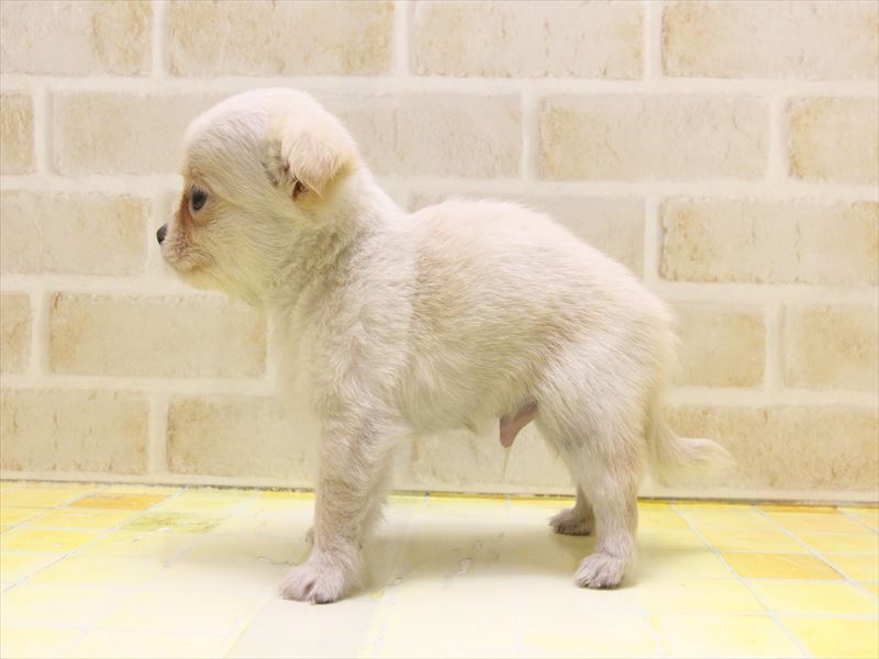 東京都のチワワ(ロング) (ワンラブ東京葛飾総本店/2025年5月2日生まれ/男の子/クリーム)の子犬の3枚目の画像