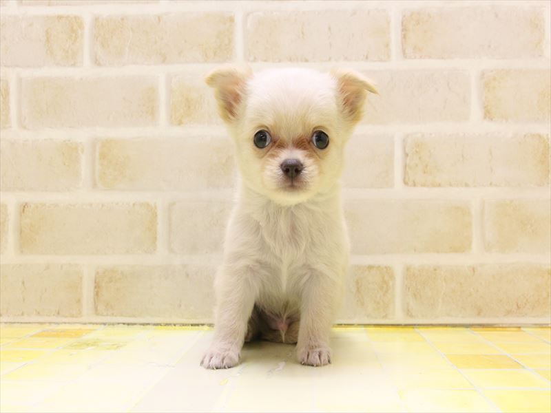 東京都のチワワ(ロング) (ワンラブ東京葛飾総本店/2025年5月2日生まれ/男の子/クリーム)の子犬の2枚目の画像