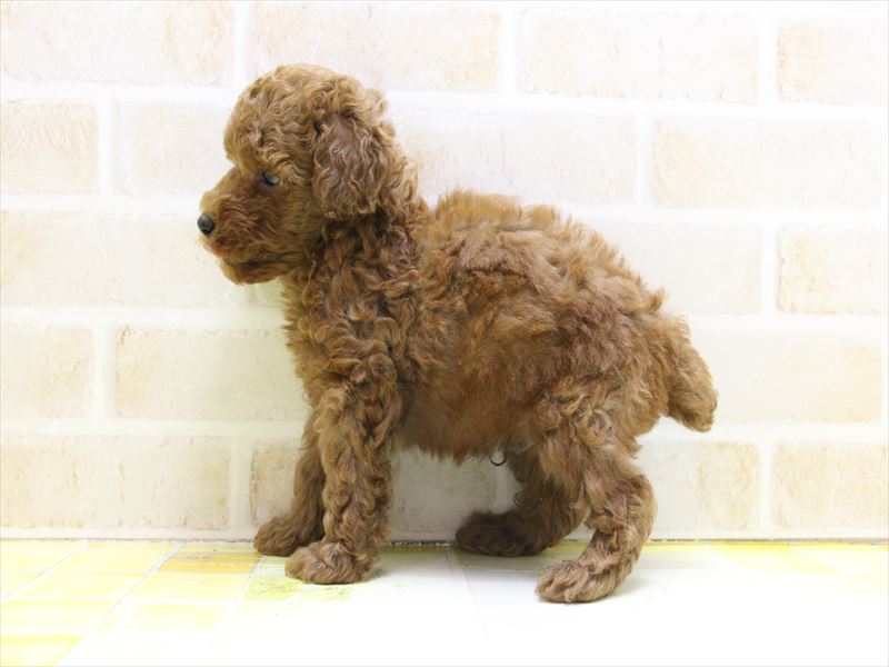 東京都のトイプードル(トイ) (ワンラブ東京葛飾総本店/2025年5月3日生まれ/男の子/レッド)の子犬の3枚目の画像