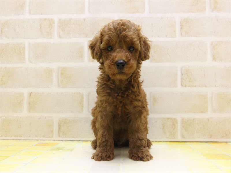 東京都のトイプードル(トイ) (ワンラブ東京葛飾総本店/2025年5月3日生まれ/男の子/レッド)の子犬の2枚目の画像