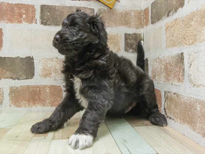 愛知県のハーフ犬・ミックス犬 (ワンラブカインズ小牧店(FC)/2025年5月3日生まれ/男の子/ブラック)の子犬の2枚目の画像