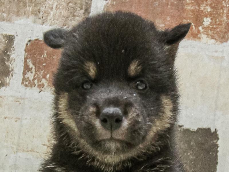 愛知県の柴犬(標準サイズ) (ワンラブ名古屋守山インター総本店/2025年5月4日生まれ/男の子/黒)の子犬の1枚目の画像