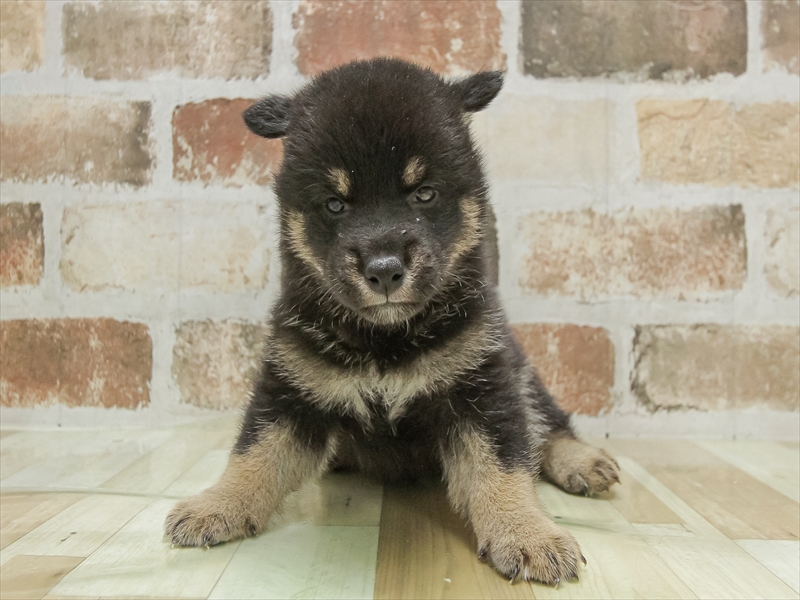 愛知県の柴犬(標準サイズ) (ワンラブ名古屋守山インター総本店/2025年5月4日生まれ/男の子/黒)の子犬の3枚目の画像