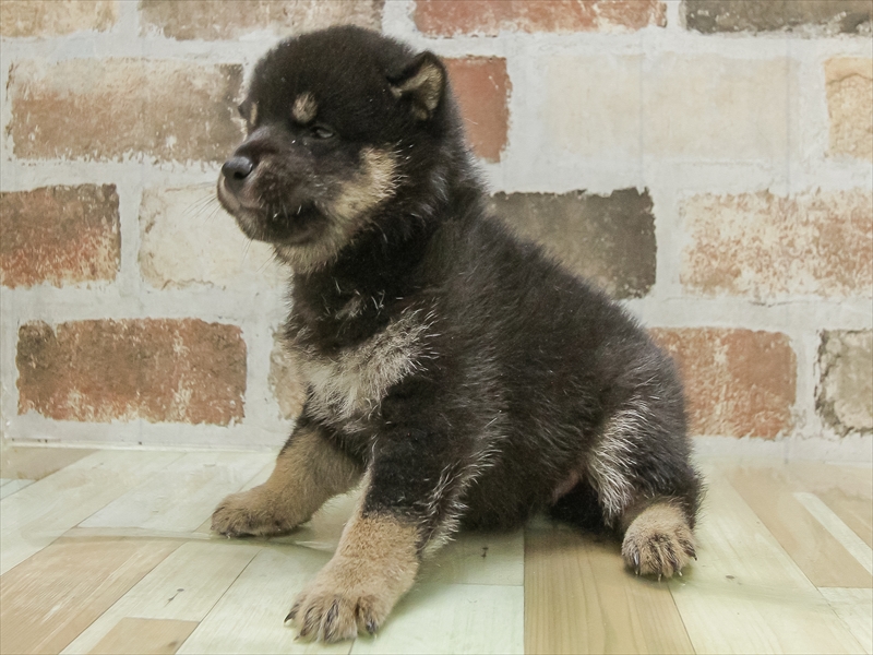 愛知県の柴犬(標準サイズ) (ワンラブ名古屋守山インター総本店/2025年5月4日生まれ/男の子/黒)の子犬の2枚目の画像
