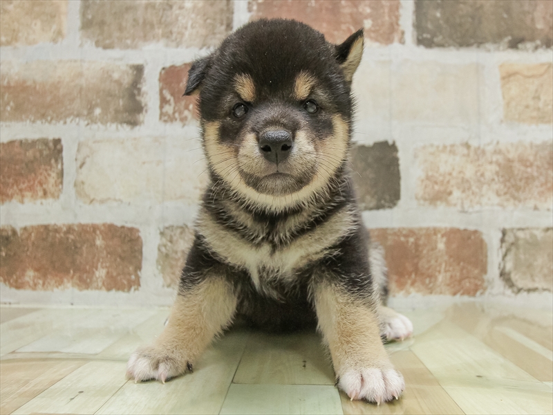 愛知県の柴犬(標準サイズ) (ワンラブ名古屋守山インター総本店/2025年5月4日生まれ/男の子/黒)の子犬の3枚目の画像