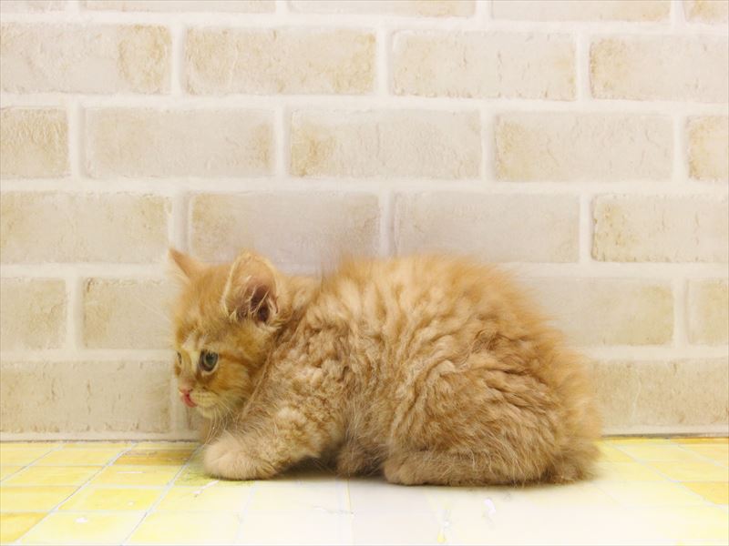 東京都のサイベリアン (ワンラブ東京葛飾総本店/2025年5月4日生まれ/男の子/レッドタビー)の子猫の3枚目の画像
